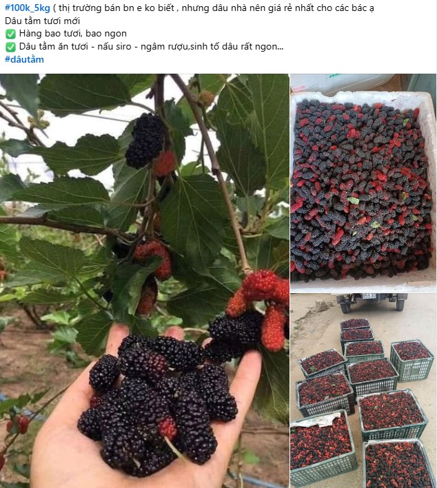 Dâu tằm vào mùa, giá rẻ chỉ từ 20.000 -50.000 đồng/kg