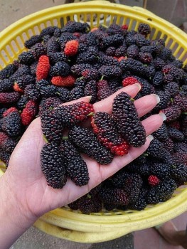 Dâu tằm chính vụ, giá “mềm” chỉ từ 20.000 -30.000 đồng/kg