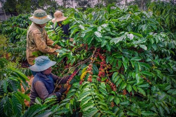 Đắk Nông: Xuất khẩu cà phê vượt biên giới, chinh phục thị trường khó tính
