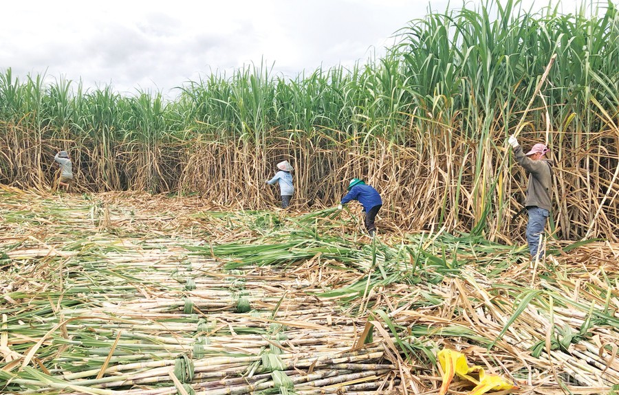 Nông dân Gia Lai đổi đời nhờ cây mía