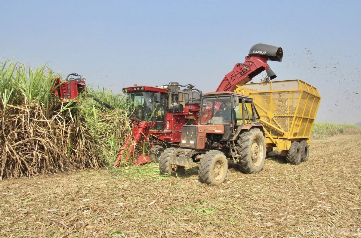 Nông dân Gia Lai đổi đời nhờ cây mía