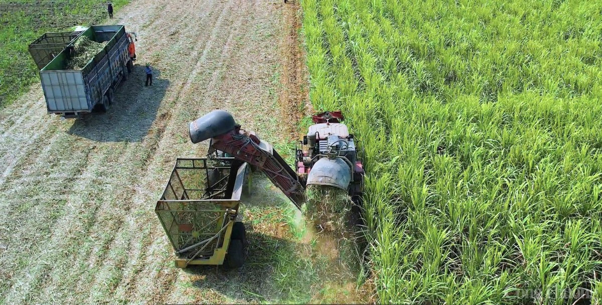 Nông dân Gia Lai đổi đời nhờ cây mía