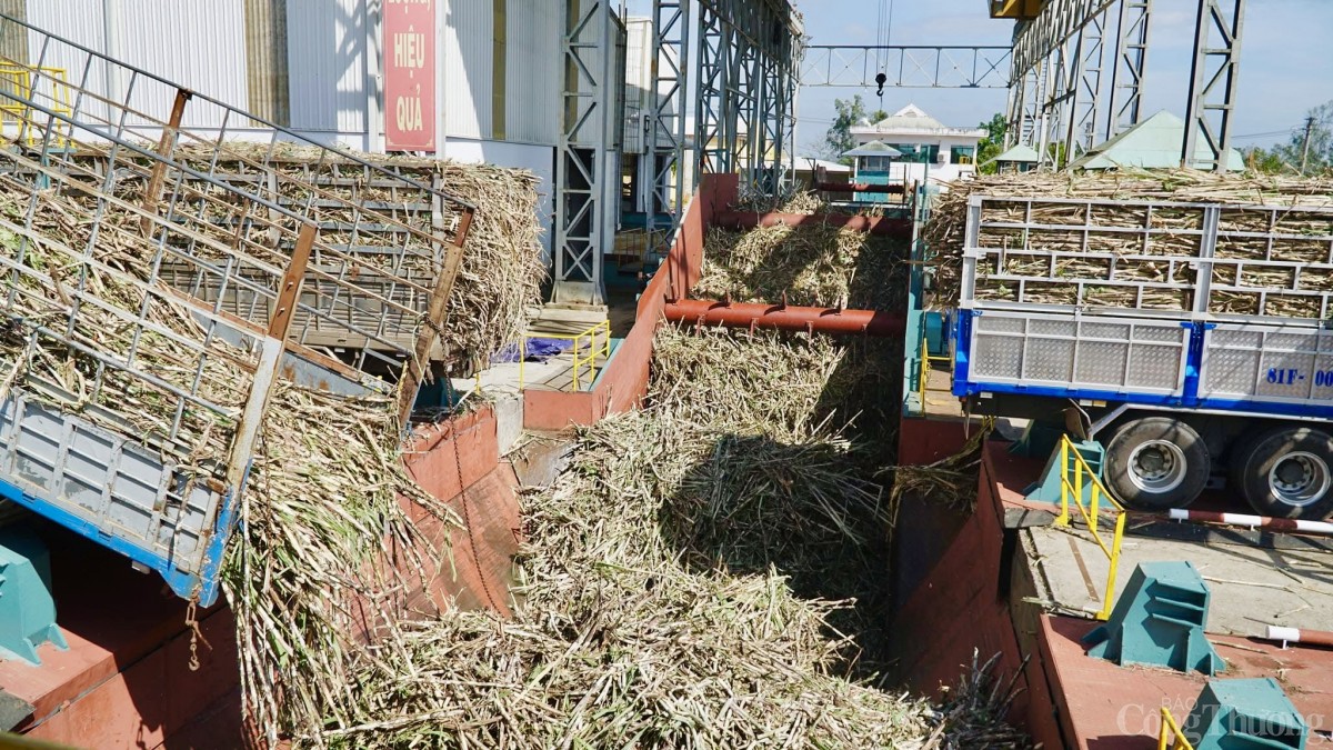 Nông dân Gia Lai đổi đời nhờ cây mía