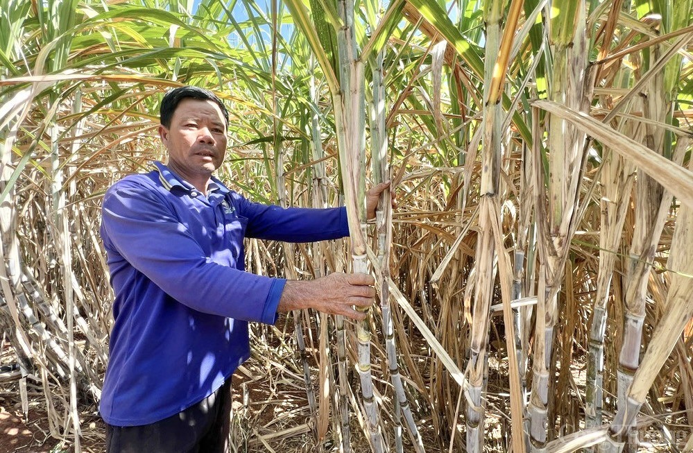 Nông dân Gia Lai đổi đời nhờ cây mía