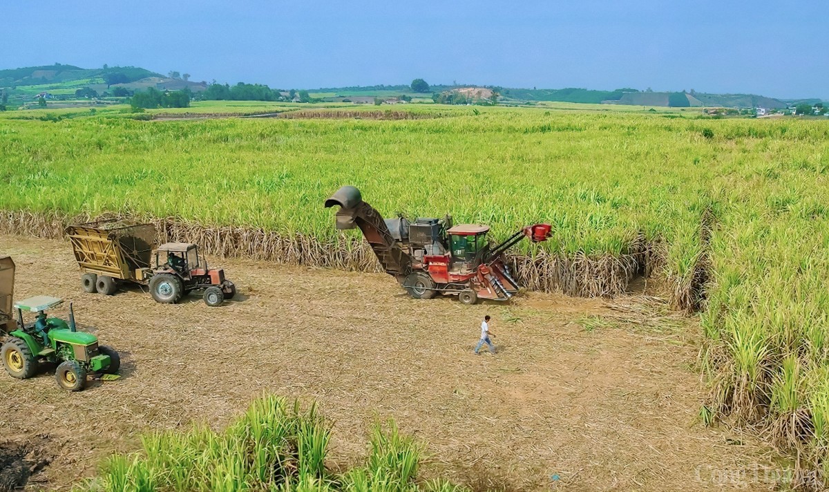 Nông dân Gia Lai đổi đời nhờ cây mía