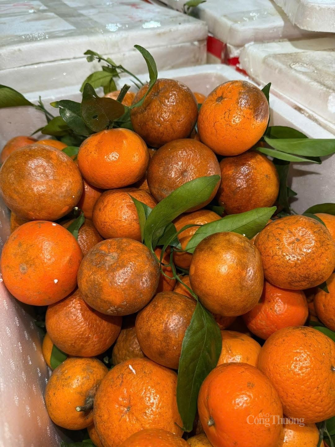 Với sự phổ biến của quýt sim trên thị trường, các tiểu thương không chỉ tăng doanh thu mà còn tạo cơ hội kinh doanh hiệu quả trong mùa vụ. Ảnh: Nguyễn Thanh Với sự phổ biến của quýt sim trên thị trường, các tiểu thương không chỉ tăng doanh thu mà còn tạo cơ hội kinh doanh hiệu quả trong mùa vụ. Ảnh: Nguyễn Thanh
