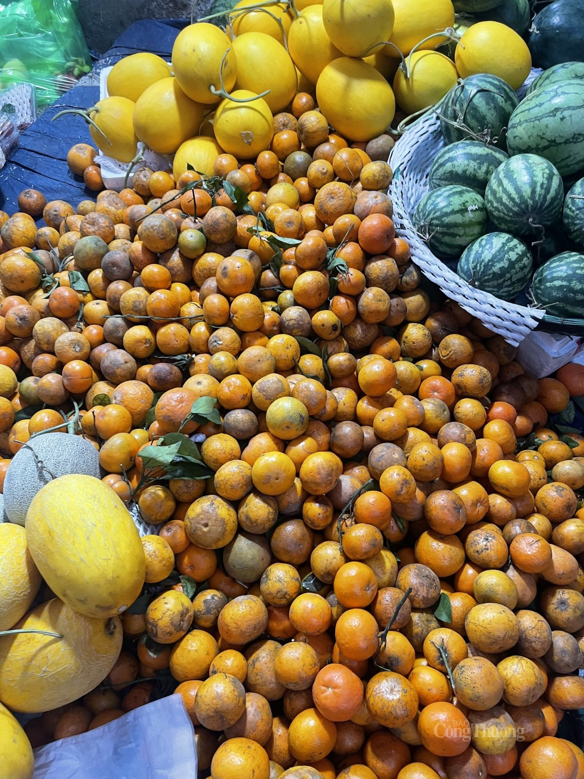 loài quả đặc sản được trồng tại vùng cao đang ngày càng được người tiêu dùng ưa chuộng loài quả đặc sản được trồng tại vùng cao đang ngày càng được người tiêu dùng ưa chuộng