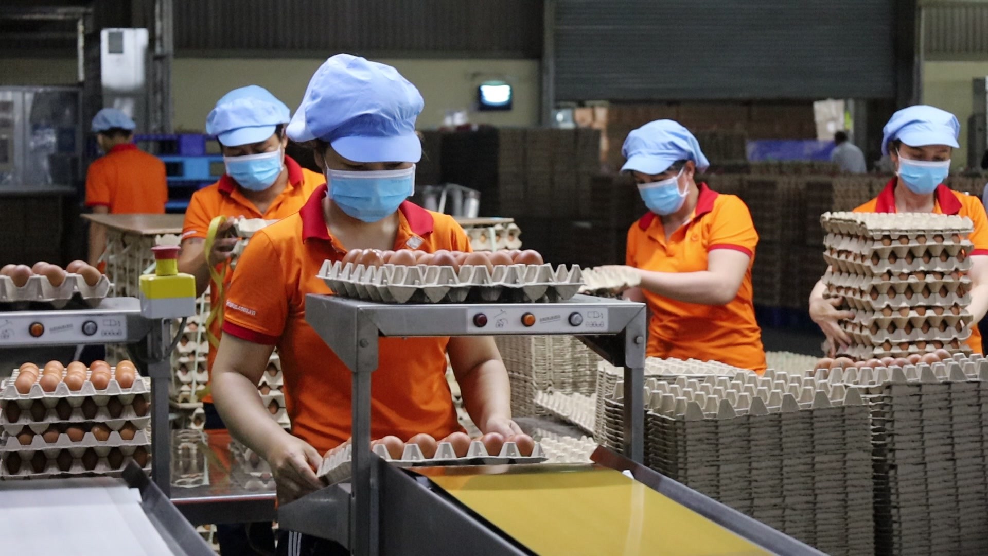 Thịt trứng Việt Nam thẳng tiến vào Singapore