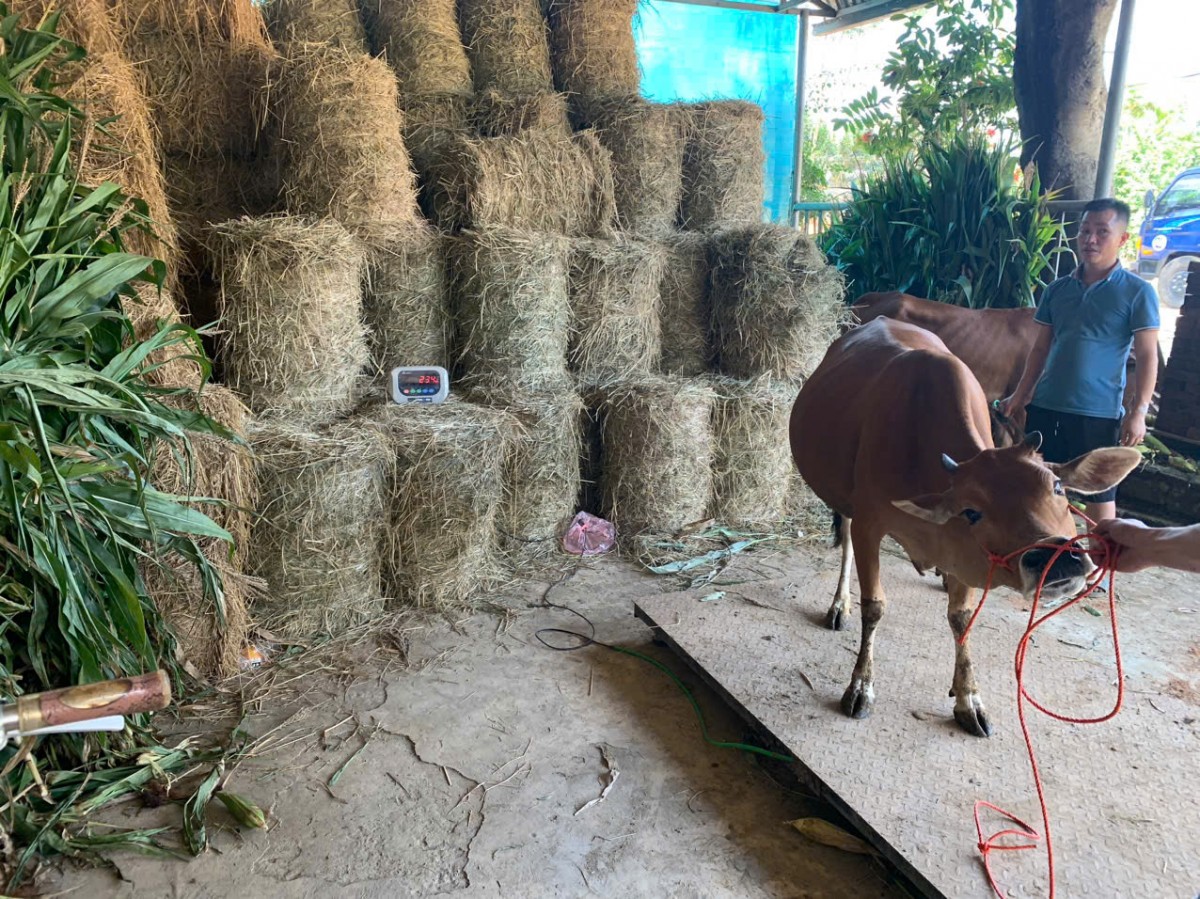 Giao bò cho hộ nghèo ở Thành Sơn