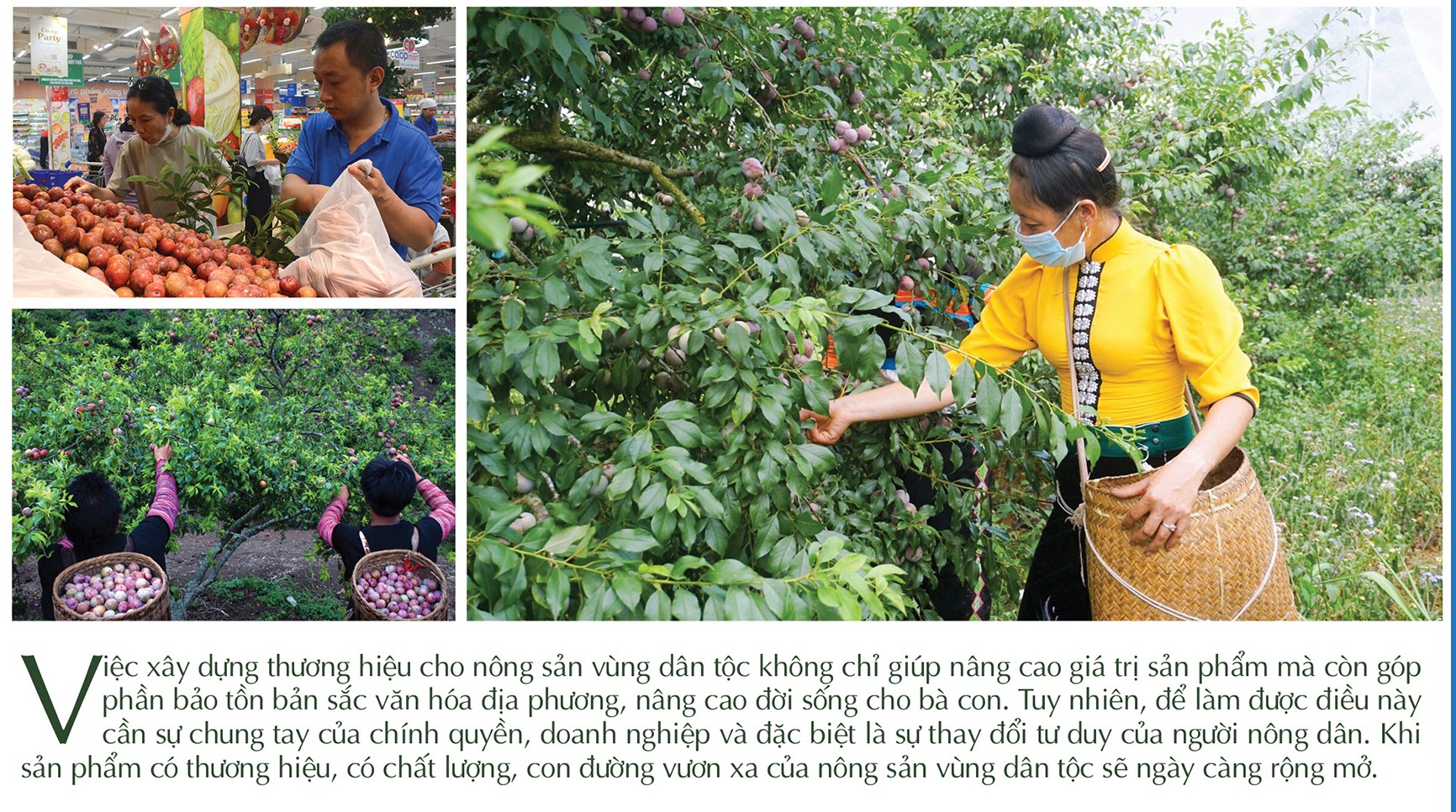 Longform | Chuyên gia ‘hiến kế’ xây dựng thương hiệu cho nông sản vùng dân tộc Longform | Chuyên gia ‘hiến kế’ xây dựng thương hiệu cho nông sản vùng dân tộc