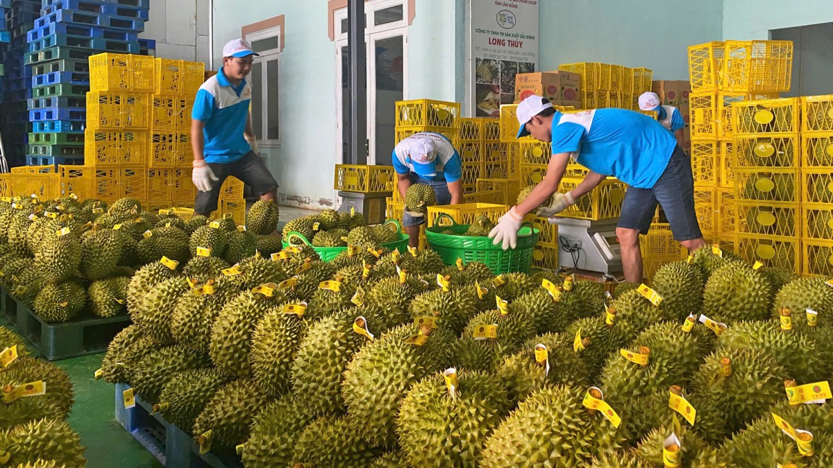 Năm 2024, rau, củ, quả các loại xuất khẩu tăng 19,5%