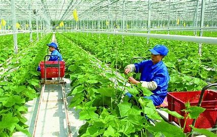 Thế giới “vượt rào” thuế quan: Kịch bản cho Việt Nam? Thế giới “vượt rào” thuế quan: Kịch bản cho Việt Nam?