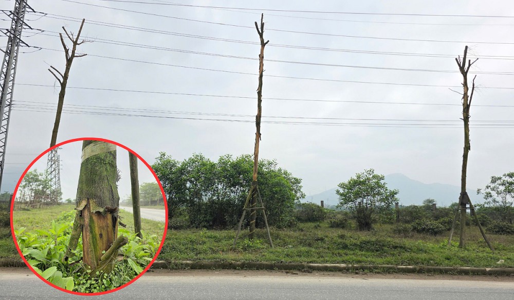 dự án trồng cây xanh hà tĩnh dự án trồng cây xanh hà tĩnh