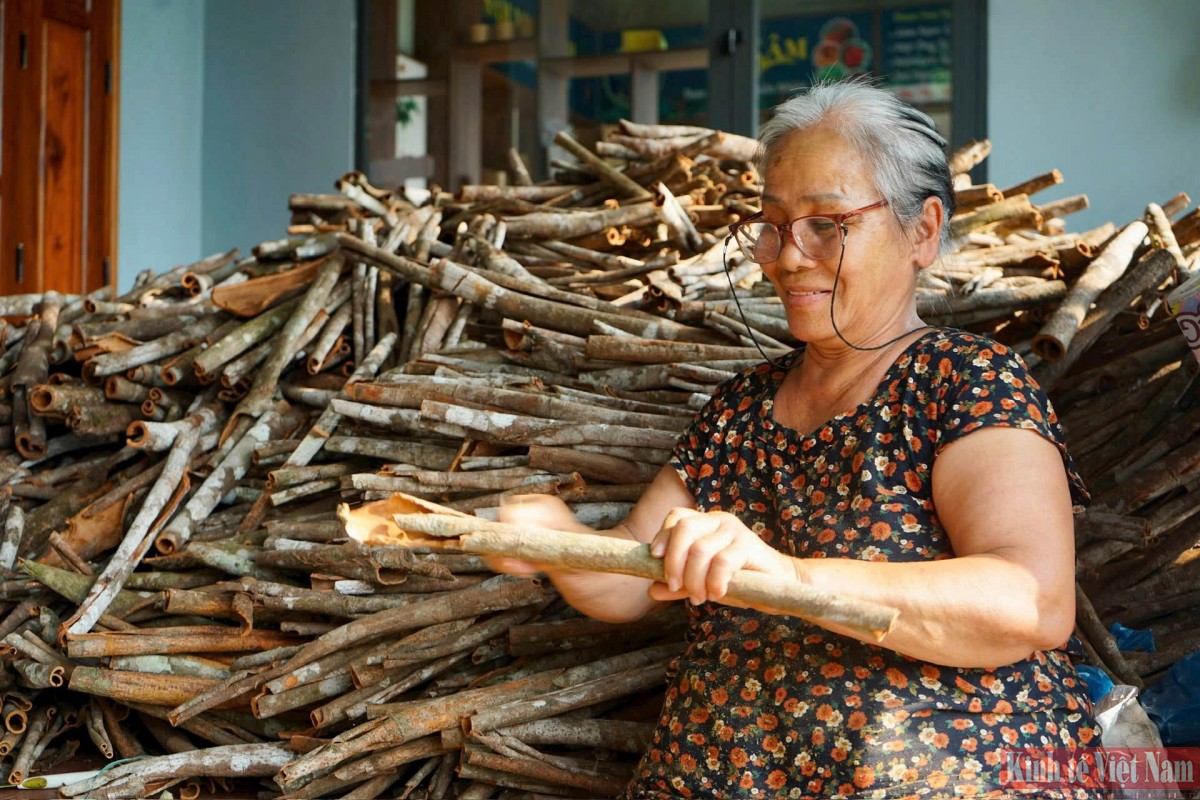 Quế Trà My trước khi ra thị trường sẽ được người dân sơ chế, làm sạch phần rêu, mốc... Quế Trà My trước khi ra thị trường sẽ được người dân sơ chế, làm sạch phần rêu, mốc...