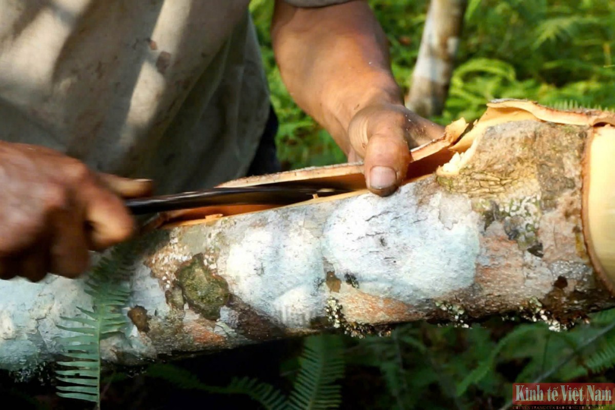 Sau mỗi vụ quế, người dân thu về trên dưới 200 triệu đồng Sau mỗi vụ quế, người dân thu về trên dưới 200 triệu đồng