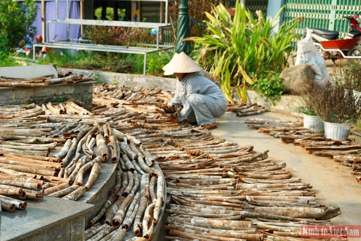 Hiện nay, quế Trà My mới chủ yếu bán theo dạng thô (vỏ quế tươi hoặc thô) nên giá trị gia tăng chưa cao Hiện nay, quế Trà My mới chủ yếu bán theo dạng thô (vỏ quế tươi hoặc thô) nên giá trị gia tăng chưa cao