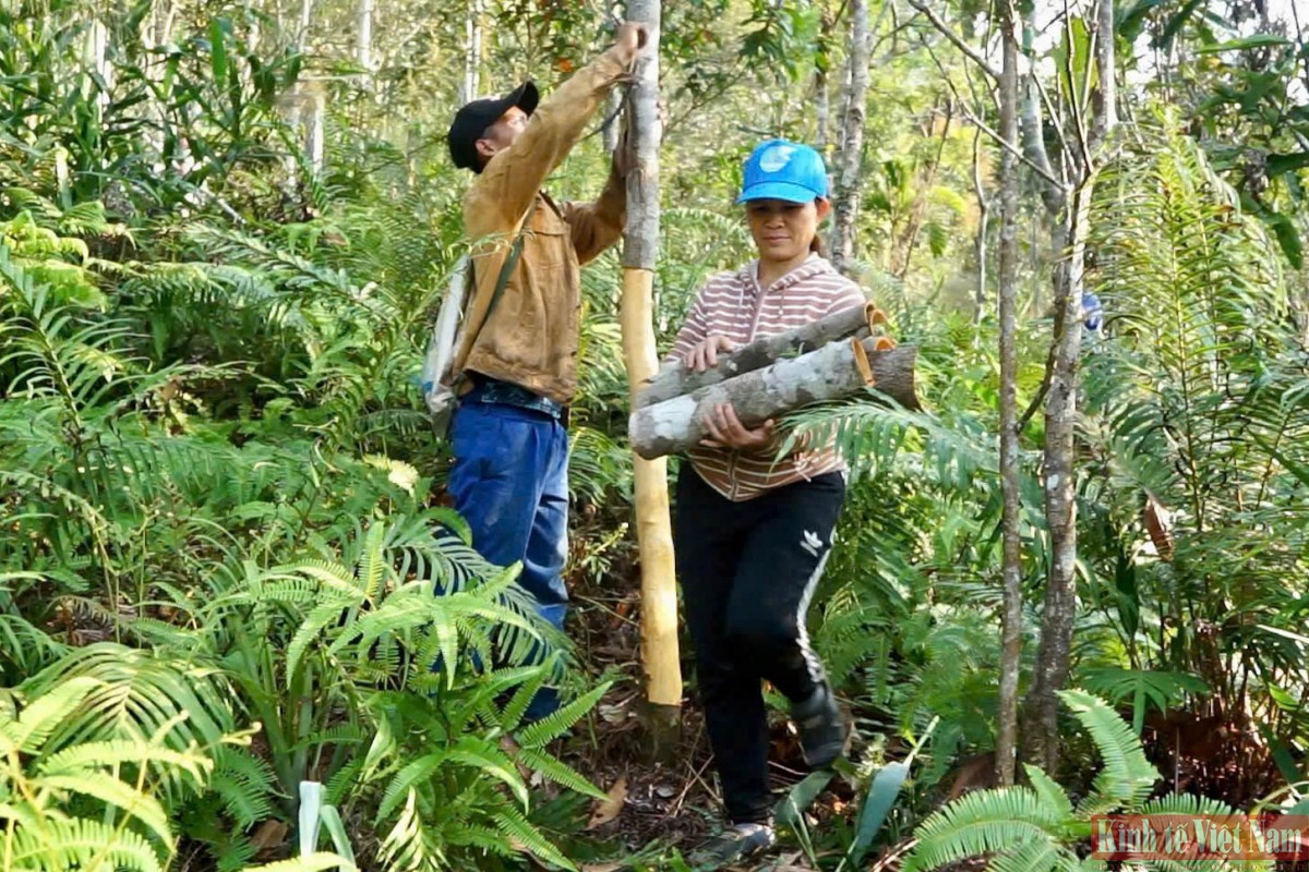 Người dân thu hoạch quế Trà My Người dân thu hoạch quế Trà My
