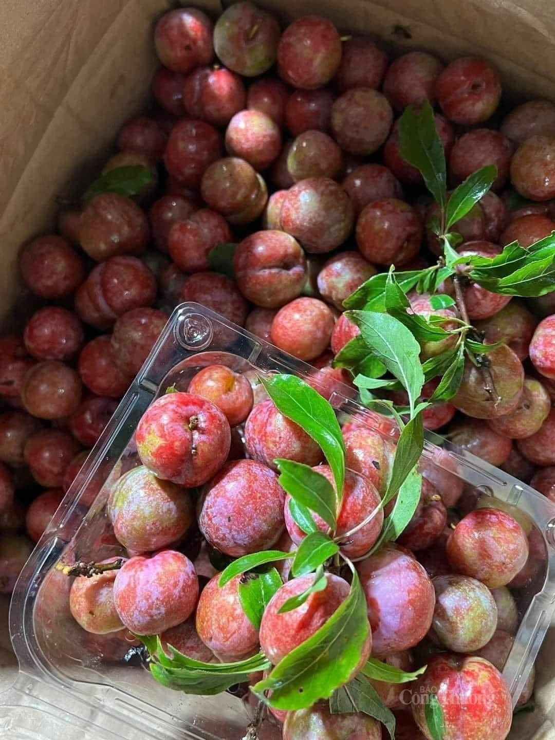 Mận hậu được đóng thành từng hộp 500gr. Ảnh: Nguyễn Vân Mận hậu được đóng thành từng hộp 500gr. Ảnh: Nguyễn Vân