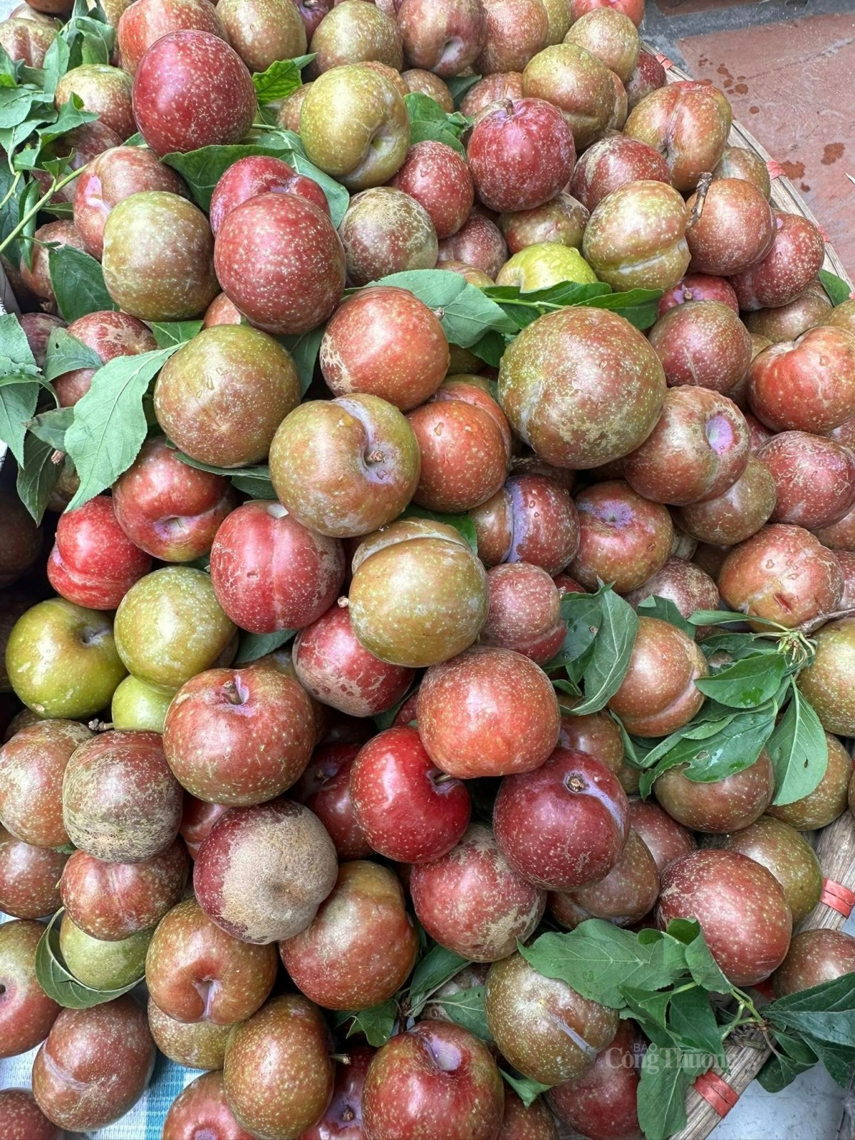 Mận hậu đầu mùa được bán với mức giá cao vượt trội so với mọi năm. Ảnh: Nguyễn Vân Mận hậu đầu mùa được bán với mức giá cao vượt trội so với mọi năm. Ảnh: Nguyễn Vân