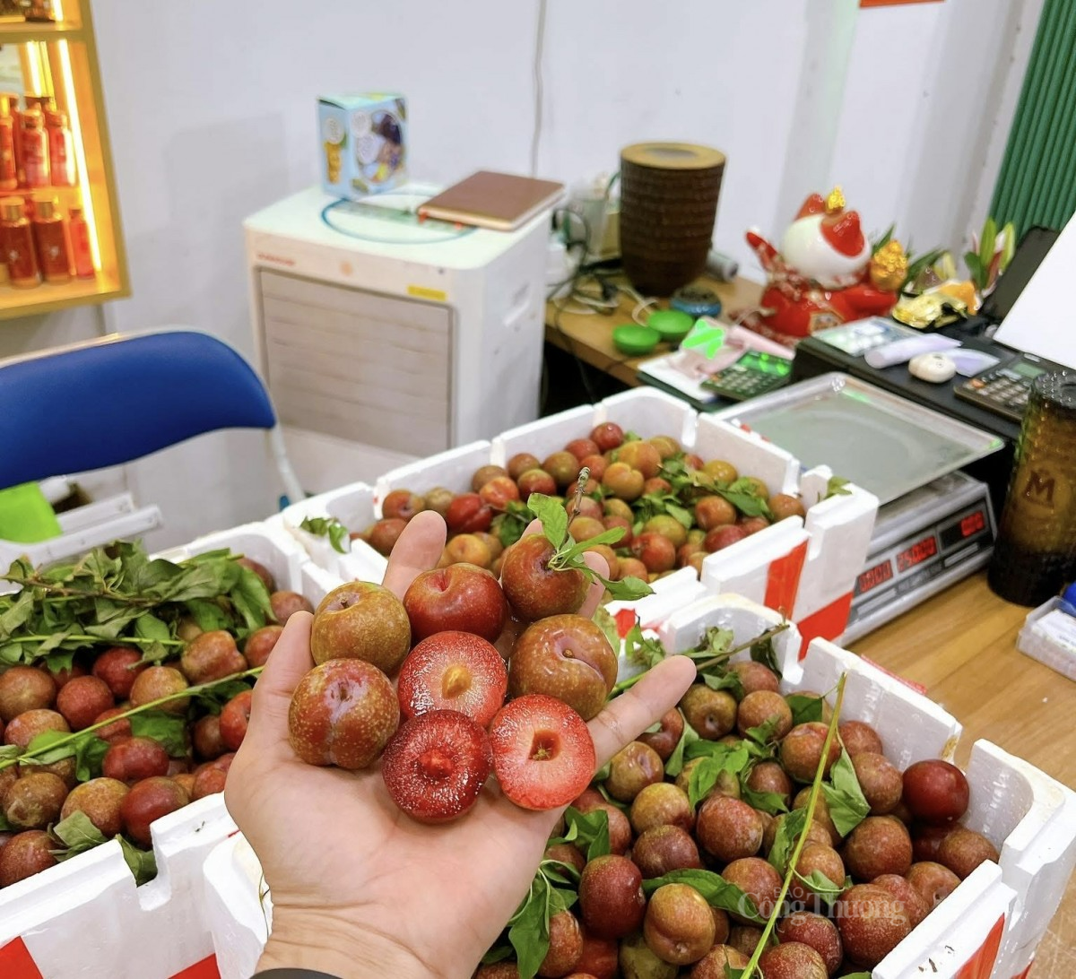 Mận hậu tại cửa hàng trái cây được tuyển chọn kỹ lưỡng để đến tay khách hàng. Ảnh: Nguyễn Vân Mận hậu tại cửa hàng trái cây được tuyển chọn kỹ lưỡng để đến tay khách hàng. Ảnh: Nguyễn Vân