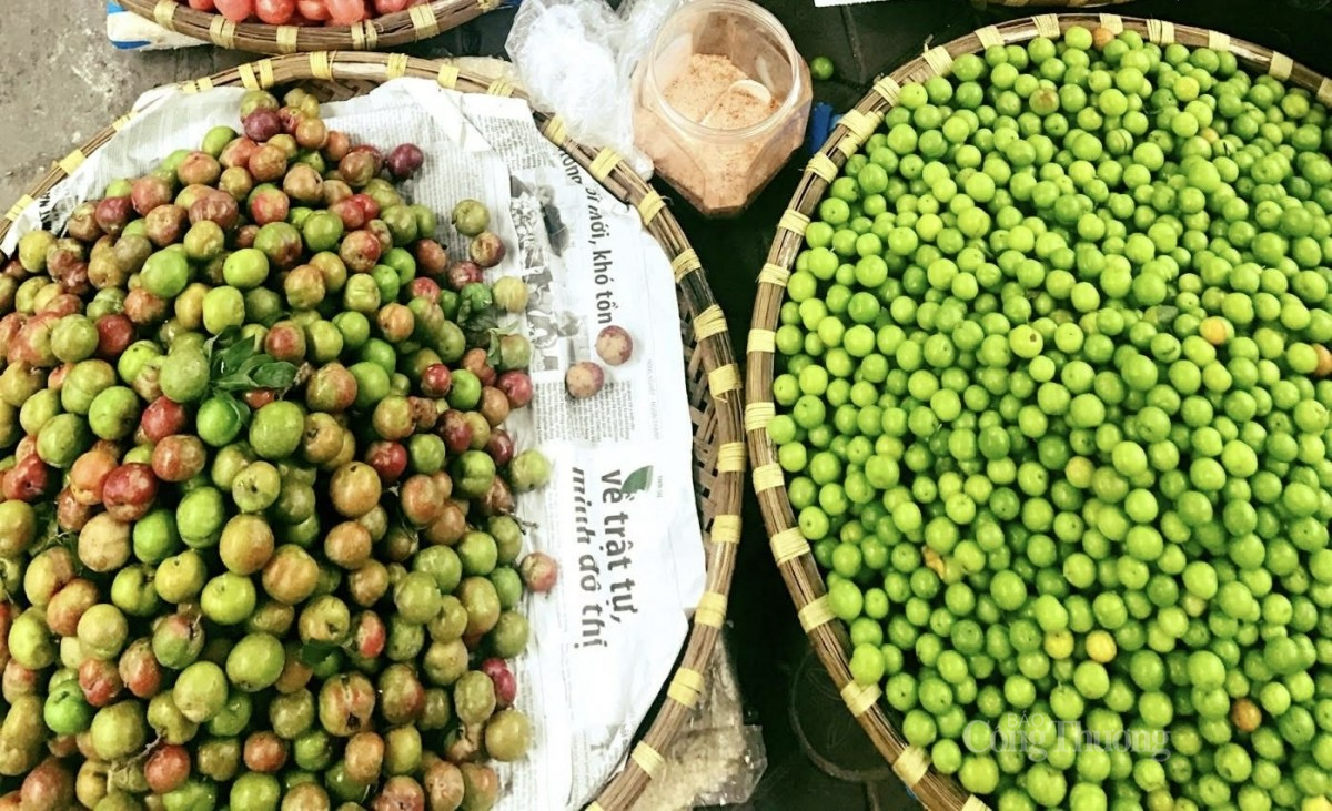 Mận hậu đầu mùa còn xanh và có vị chua hơn. Ảnh: Nguyễn Thanh Mận hậu đầu mùa còn xanh và có vị chua hơn. Ảnh: Nguyễn Thanh