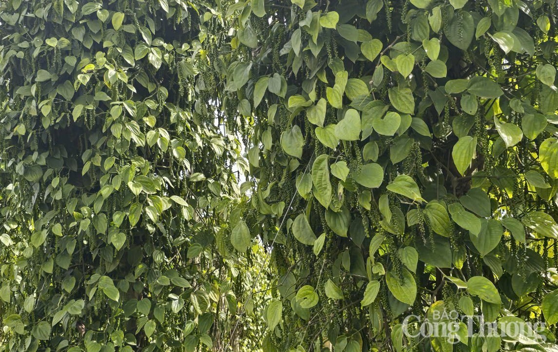 Giá tiêu hôm nay 6/4/2025, thị trường tăng cao nhất 3.000 đồng/kg