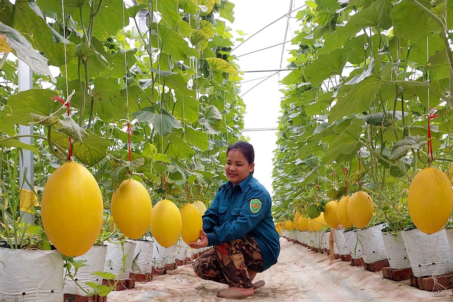 Hợp tác xã Dương Quang đã ứng công nghệ cao vào sản xuất dưa lưới  Ảnh: Thu Cúc