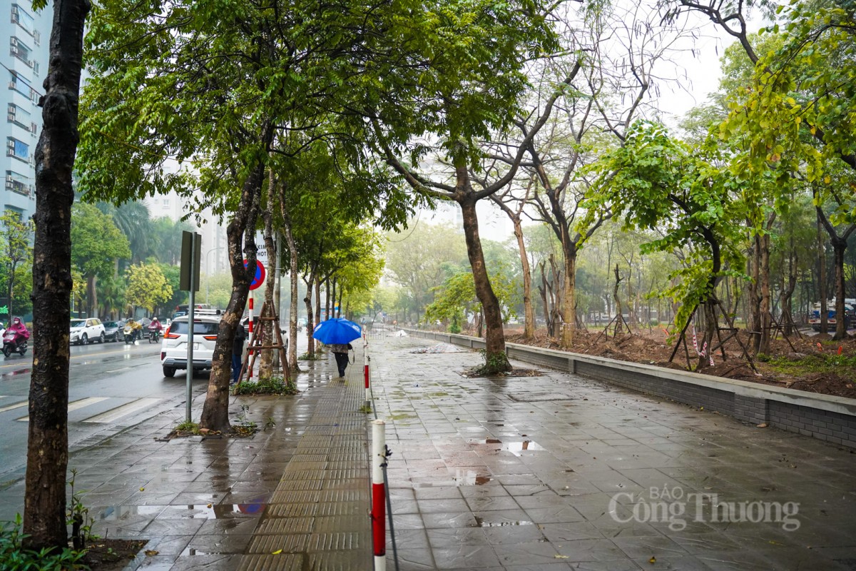 Trồng thêm cây xanh ở lá phối xanh công viên Cầu Giấy