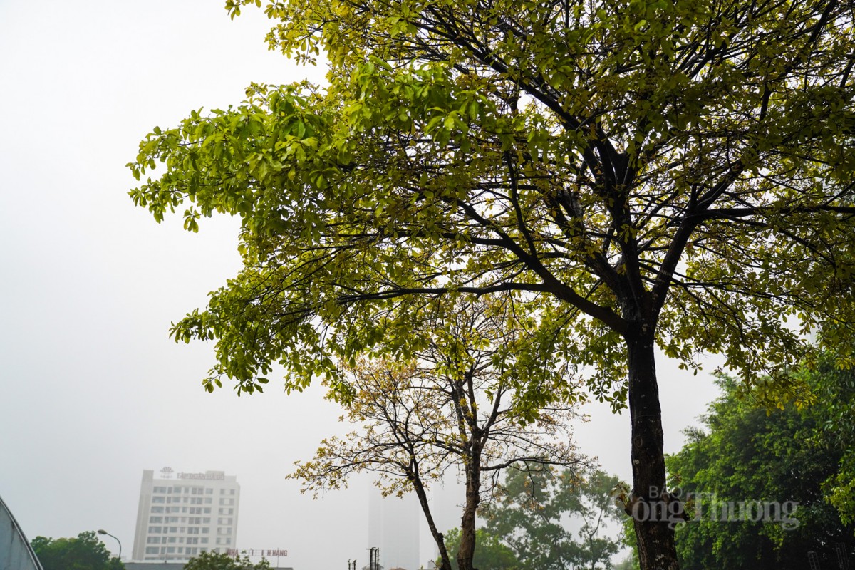 Trồng thêm cây xanh ở lá phối xanh công viên Cầu Giấy