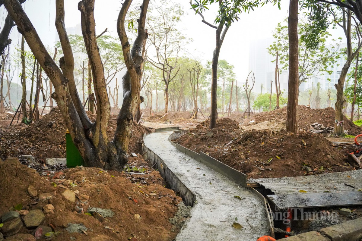 Trồng thêm cây xanh ở lá phối xanh công viên Cầu Giấy