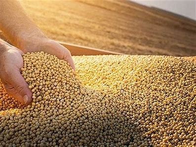 Giá đậu nành kỳ hạn trên sàn CBOT đã vượt 14,25 USD/giạ – tăng 18% so với cùng kỳ năm trước. Ảnh minh họa Giá đậu nành kỳ hạn trên sàn CBOT đã vượt 14,25 USD/giạ – tăng 18% so với cùng kỳ năm trước. Ảnh minh họa