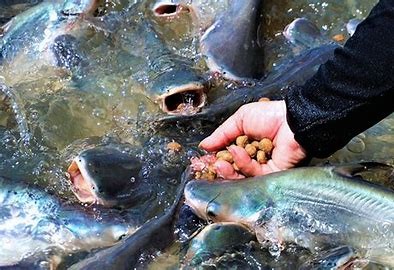 ức ăn cho cá lại có thể trở thành nạn nhân trực tiếp của những cú đòn thuế mang tính địa chính trị giữa các siêu cường. Ảnh minh họa ức ăn cho cá lại có thể trở thành nạn nhân trực tiếp của những cú đòn thuế mang tính địa chính trị giữa các siêu cường. Ảnh minh họa