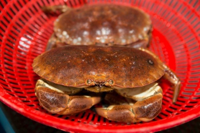 Việt Nam cấp phép nhập khẩu tôm hùm và cua nâu từ Vương quốc Anh. Ảnh minh họa