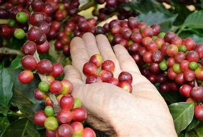 Giá hợp đồng tương lai robusta ICE toàn cầu hiện giao dịch ở mức khoảng 5.390 USD/tấn. Ảnh minh họa Giá hợp đồng tương lai robusta ICE toàn cầu hiện giao dịch ở mức khoảng 5.390 USD/tấn. Ảnh minh họa