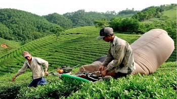 Xuất khẩu chè: Chè đen tiếp tục giữ vị trí số một