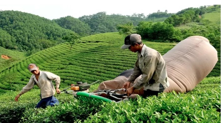 Xuất khẩu chè sang Trung Quốc tăng trưởng 3 con số