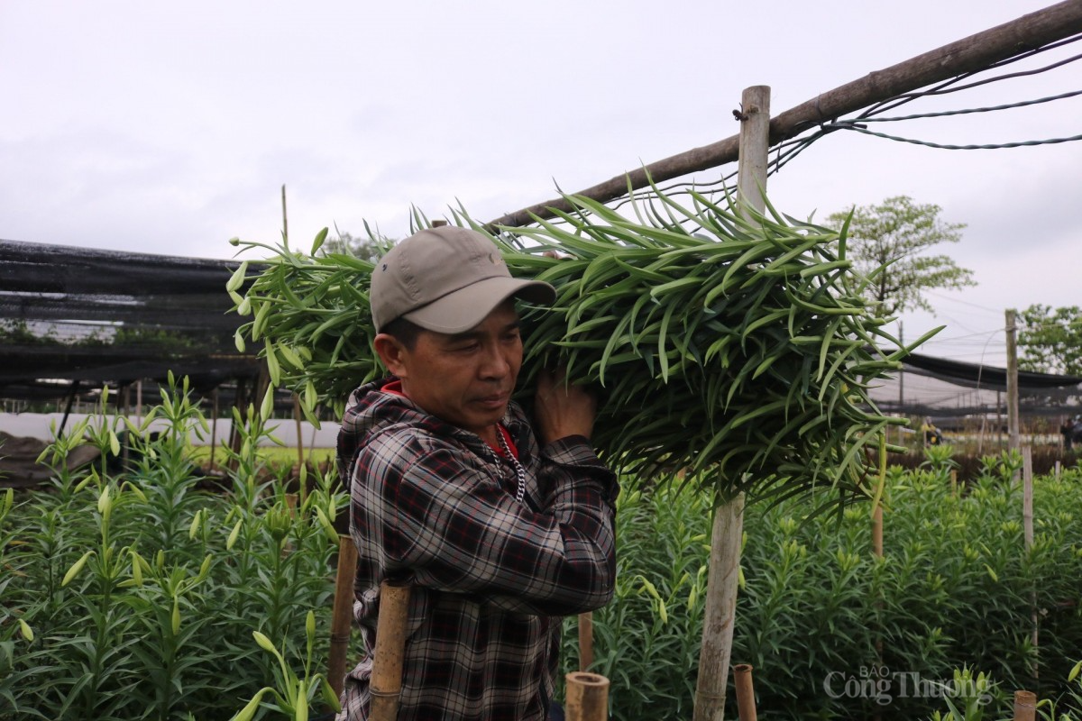 Anh Cương đang thu hoạch hoa để bán cho các thương lái. Ảnh: Văn Hoàng Anh Cương đang thu hoạch hoa để bán cho các thương lái. Ảnh: Văn Hoàng