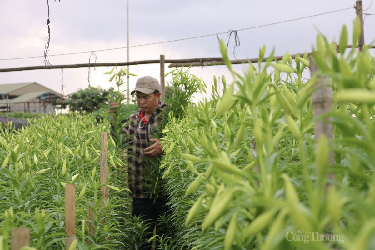 Hoa loa kèn được chăm sóc tại vườn. Ảnh: Văn Hoàng Hoa loa kèn được chăm sóc tại vườn. Ảnh: Văn Hoàng