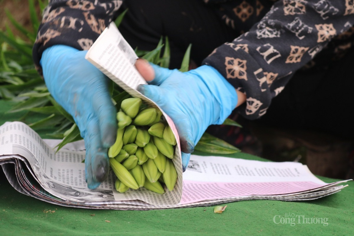 Hoa loa kèn được phân loại chùm và đơn. Ảnh: Văn Hoàng Hoa loa kèn được phân loại chùm và đơn. Ảnh: Văn Hoàng