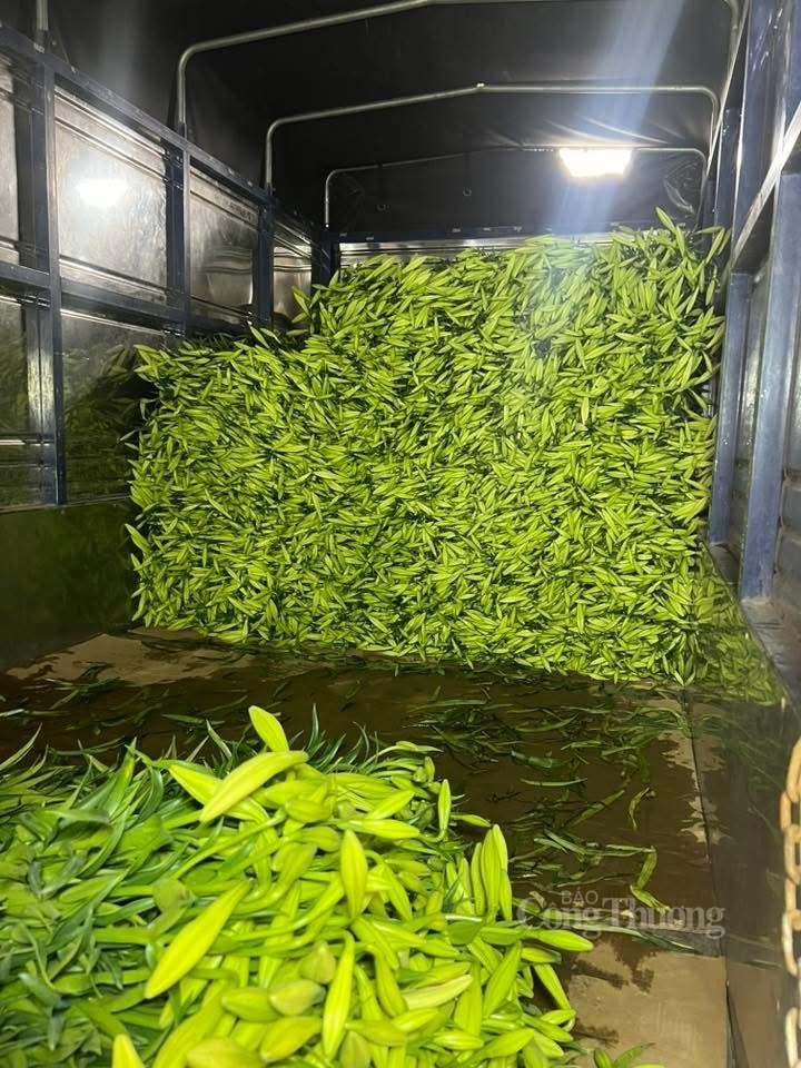 Hoa loa kèn đang được các tiểu thương nhập về bán tại chợ hoa Quảng Bá. Ảnh: Nguyễn Vy Hoa loa kèn đang được các tiểu thương nhập về bán tại chợ hoa Quảng Bá. Ảnh: Nguyễn Vy