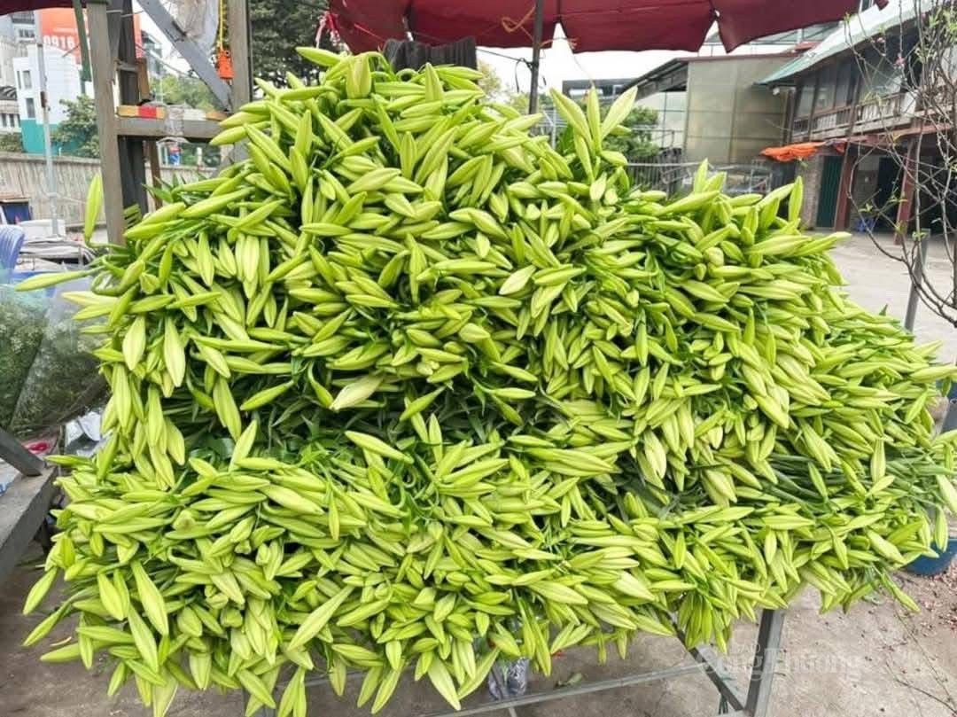 Hoa loa kèn, loài hoa trắng tinh khôi gắn liền với tháng 4 đang bước vào đầu vụ. Ảnh: Nguyễn Vy Hoa loa kèn, loài hoa trắng tinh khôi gắn liền với tháng 4 đang bước vào đầu vụ. Ảnh: Nguyễn Vy