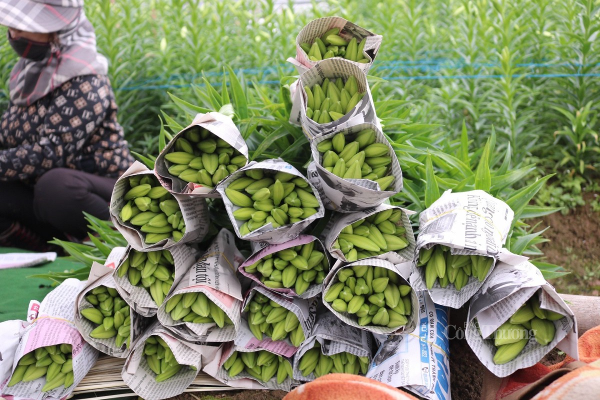 Hoa loa kèn giá cao, người Hà Thành vẫn ‘rút ví’ mua Hoa loa kèn giá cao, người Hà Thành vẫn ‘rút ví’ mua