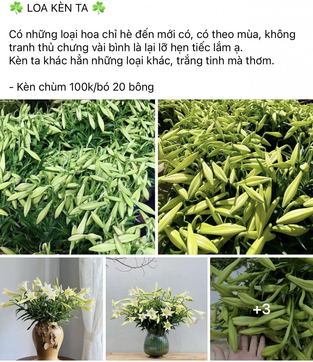 Hoa loa kèn giá cao, người Hà Thành vẫn ‘rút ví’ mua Hoa loa kèn giá cao, người Hà Thành vẫn ‘rút ví’ mua