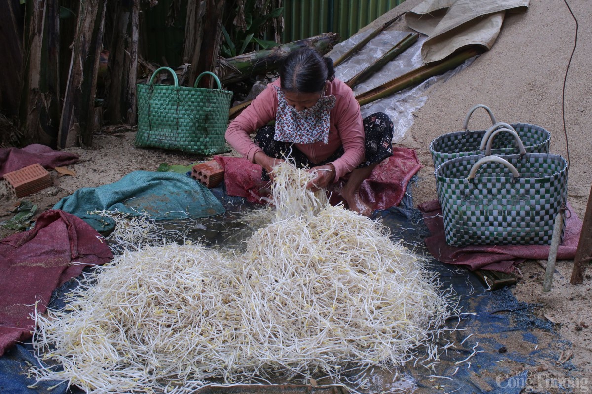 Giá sau khi làm sạch sẽ được rửa lại một lần nữa rồi mới mang ra chợ bán.