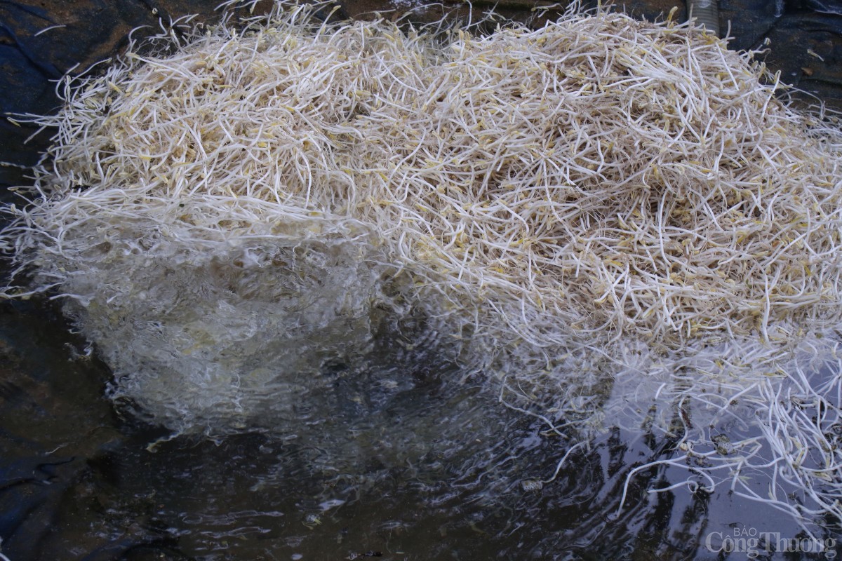 Người dân sử dụng nước giếng khoan để rửa giá.