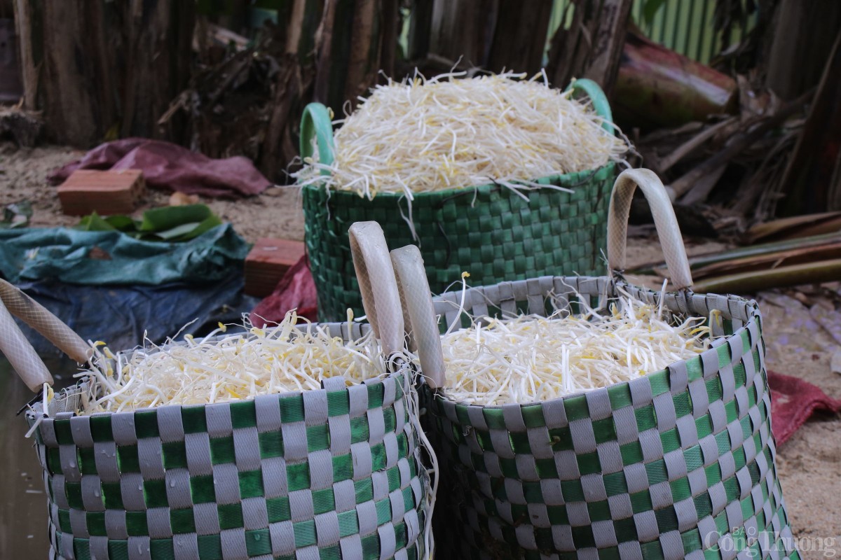 Giá sau khi rửa sạch sẽ được mang ra chợ bán cho thương lái với giá 10.000 đồng/kg.