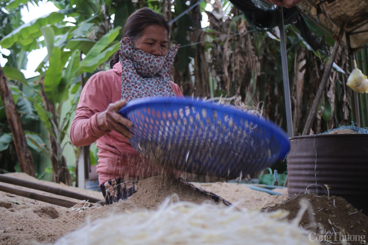 Từ hàng trăm hộ theo nghề, nay chỉ còn lại 3 hộ bám trụ với giá ủ bằng cát.