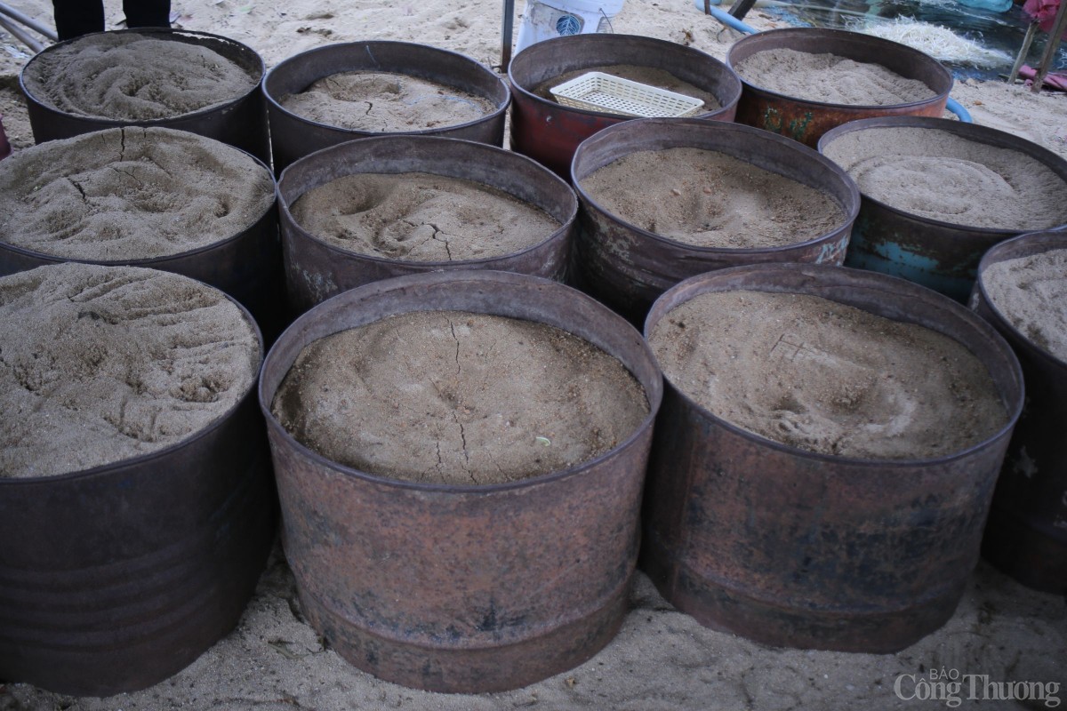 Ngày trước, người dân chỉ cần đào hố ngay trên bãi bồi sông Trà Khúc để gieo đậu. Nay, bãi bồi cát lẫn đầy sỏi đá, nên người dân mua cát về sàng rồi mới đưa vào thùng phuy ủ giá.