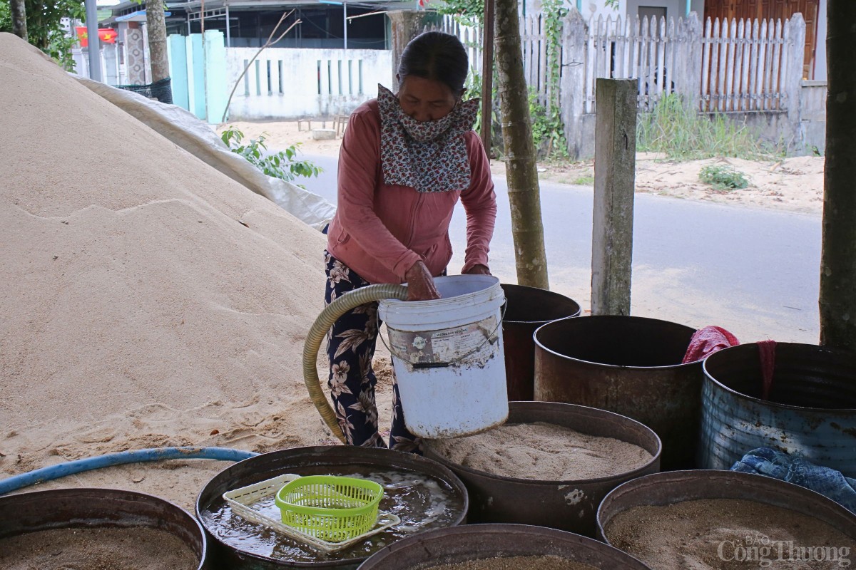 Để giữ độ ẩm giúp giá phát triển tốt trong cát, người dân sẽ tưới nước hai lần mỗi ngày.