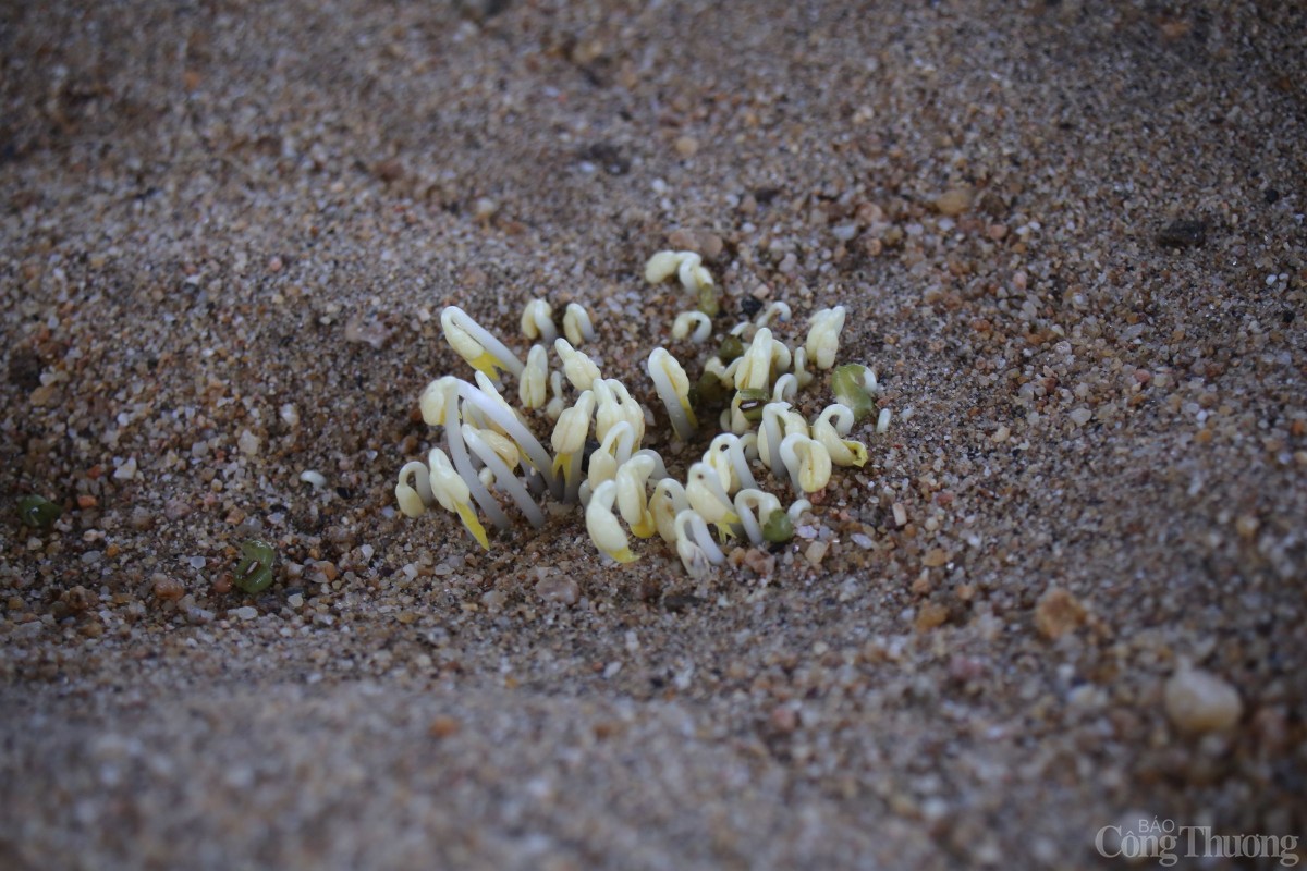 Sau khoảng 4 ngày, những hạt đậu xanh bắt đầu bung mầm, cho ra những cọng giá trắng ngà, sẵn sàng thu hoạch.